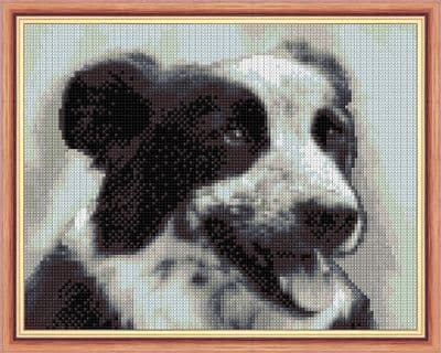 Border Collie Dog in Black & White Shades ~ 14 Count Cross Stitch 9