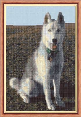 Husky Dog (Greys), Sitting to Attention ~ 14 Count Cross Stitch 8