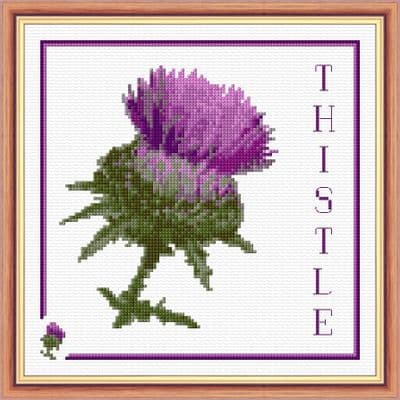 Scottish Purple Thistle, 8
