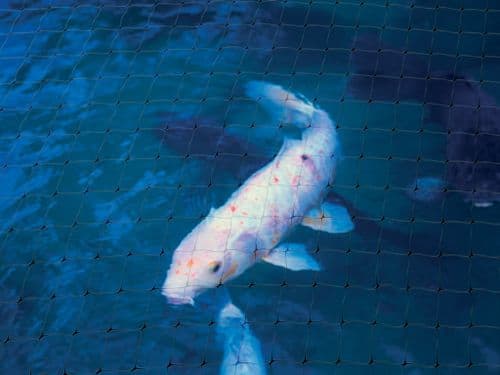 Ambassador Pond Protection Net - 100 x 2m Black