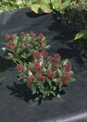 Ambassador Weed Control Fabric - 50x1m