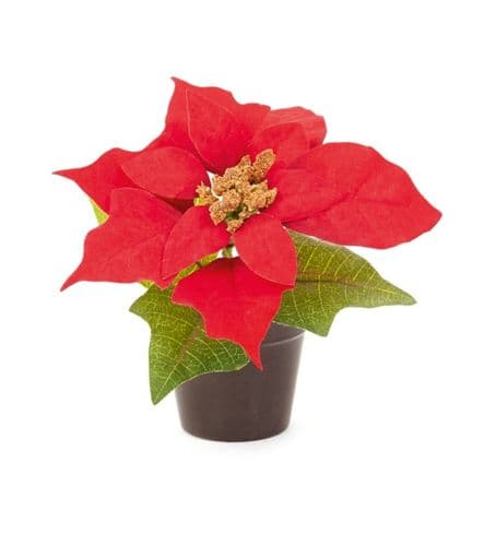 Premier Poinsettia In Pot - Red 15cm