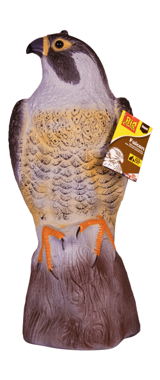 The Big Cheese Falcon