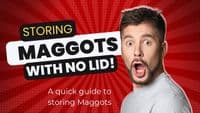 Fresh Maggots Fishing Bait - Soar Tackle