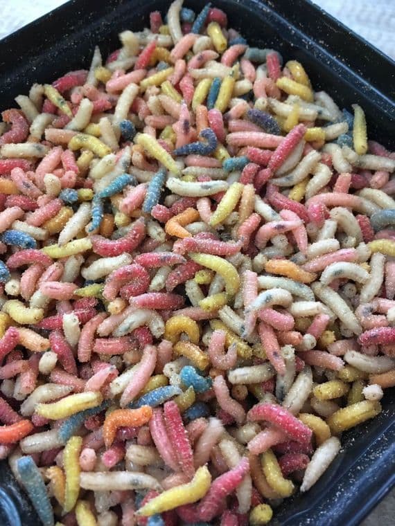 Fresh Maggots Fishing Bait - Soar Tackle