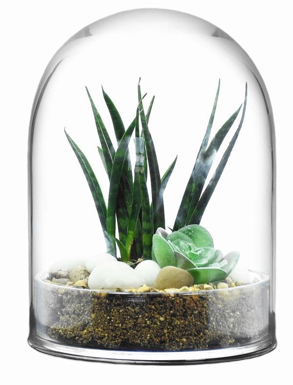 Glass Dome Only 22cm Solavia Glassware Indoor Garden Ideas