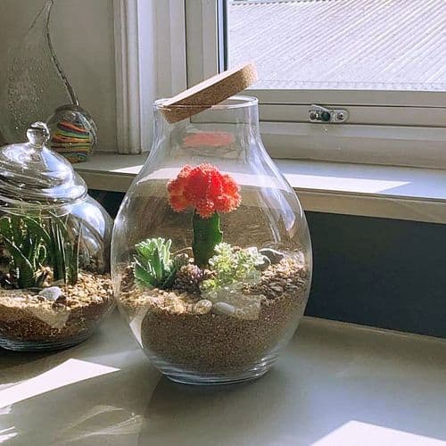 Glass Jar And Cork Lid Terrariums, great for home projects, Solavia