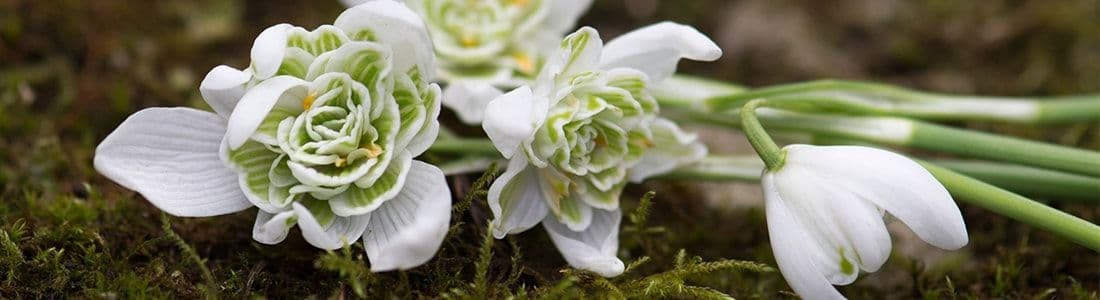 How to Photograph Snowdrops