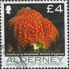 Alderney 2006 Corals and Anemones SGA 308 Fine Used