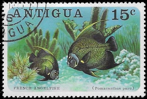 Antigua 1976 Fishes SG 510 Fine Used