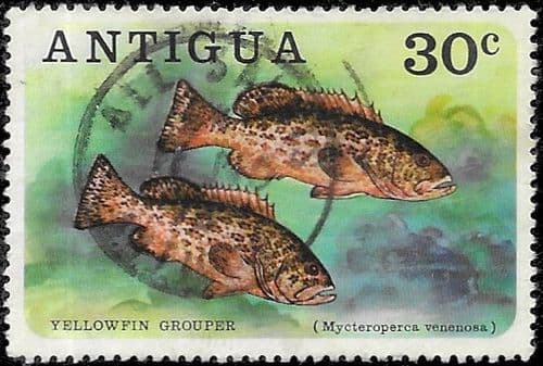 Antigua 1976 Fishes SG 511 Fine Used