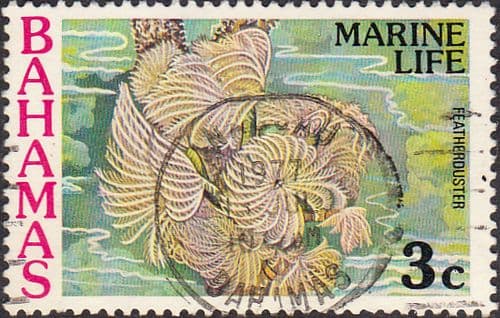 Bahamas 1977 Marine Life SG 493 Fine Used