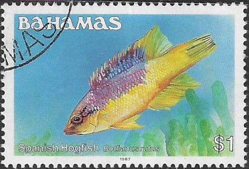 Bahamas 1986 Fish Spanish Hogfish SG 769B Fine Used