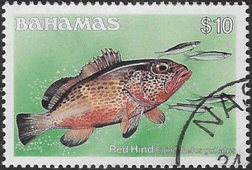 Bahamas 1986 Fish Spanish Hogfish SG 773A Fine Used