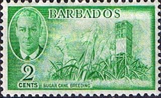 Barbados 1950 SG 272 Sugar Cane Breeding Fine Mint