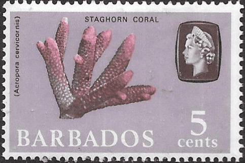 Barbados 1965 QE II SG 326 Marine Life Staghorn Coral Fine Mint