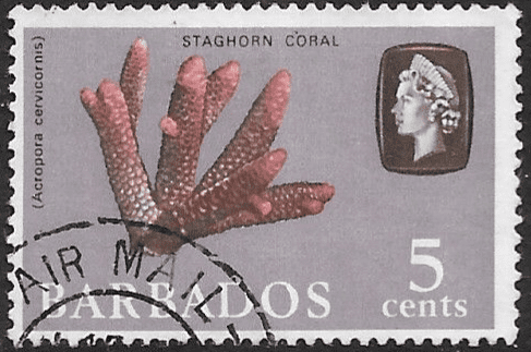 Barbados 1965 QE II SG 326 Marine Life Staghorn Coral Fine Used