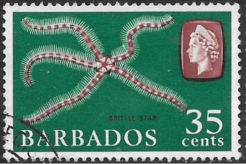 Barbados 1965 QE II SG 332 Marine Life Brittle Star Fine Used
