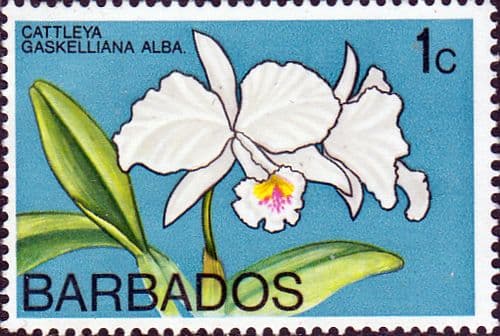 Barbados 1974 Orchids SG 485 Fine Mint