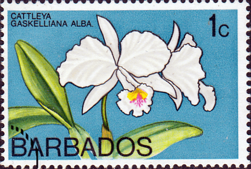 Barbados 1974 Orchids SG 485 Fine Used