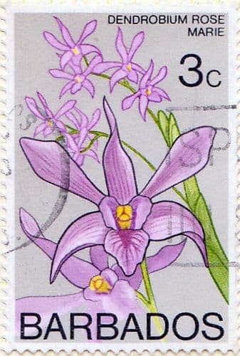 Barbados 1974 Orchids SG 487 Fine Used