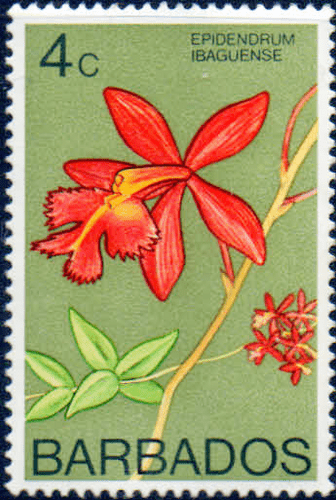 Barbados 1974 Orchids SG 488 Fine Mint
