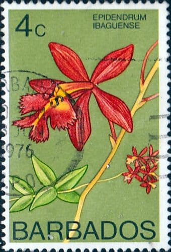 Barbados 1974 Orchids SG 488 Fine Used