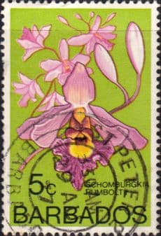 Barbados 1974 Orchids SG 489 Fine Used