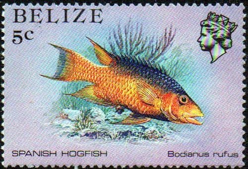Belize 1984 Marine Life from Coral Reef SG 770 Fine Mint
