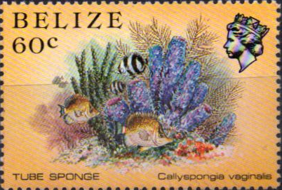 Belize 1984 Marine Life from Tube Sponge SG 776a Fine Mint