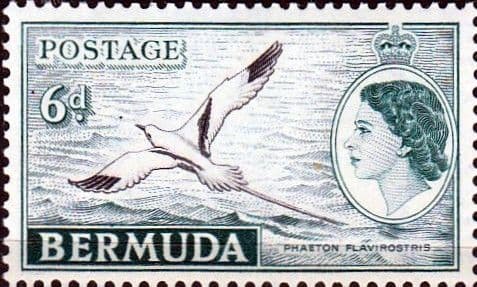 Bermuda 1953 Queen Elizabeth SG 143 White-tailed Tropic Bird Fine Mint