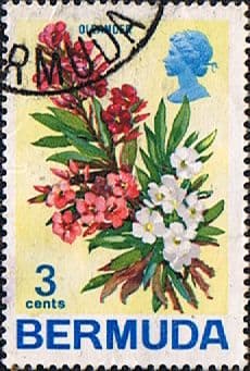 Bermuda 1970 Flowers SG 251 Orleander Fine Used