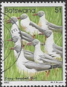 Botswana 1982 Birds Grey-headed gull SG 519 Fine Used (1)