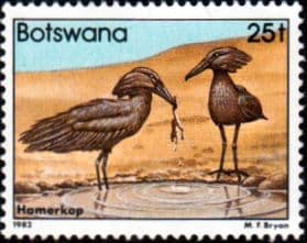 Botswana 1982 Birds Hammerkop SG 526 Fine Mint