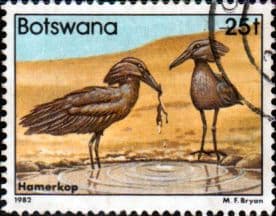 Botswana 1982 Birds Hammerkop SG 526 Fine Used