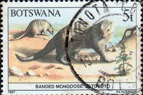 Botswana 1987 Animals SG 623 Fine Used
