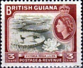 British Guiana 1954 Queen Elizabeth II SG 333 Victoria Regia Lillies Fine Mint