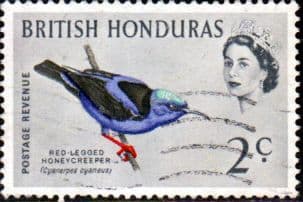 British Honduras 1962 Birds SG 203 Fine Used