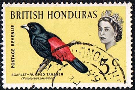 British Honduras 1962 Birds SG 206 Fine Used