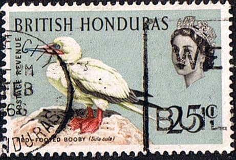 British Honduras 1962 Birds SG 209 Fine Used