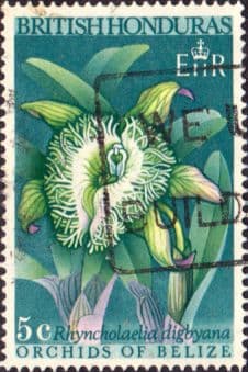 British Honduras 1969 Orchids SG 268 Fine Used