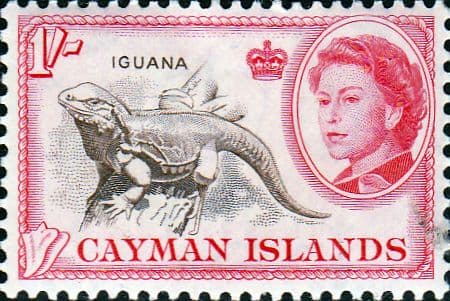 Cayman Islands 1962 SG 174 Reptile Iguana Fine Mint