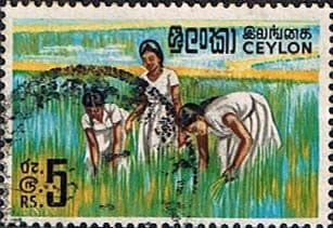 Ceylon 1964 SG 499 Girls transplanting Rice Fine Used