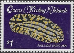 Cocos Keeling Islands 1985 Shells and Molluscs SG 148 Fine Mint
