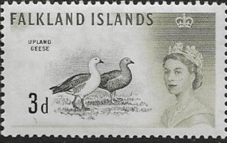 Falkland Islands 1960 SG 197 Marsh Starling Fine Mint