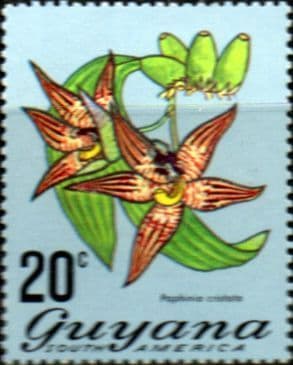 Guyana 1971 Flowering Plants SG 549 Fine Mint
