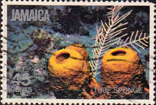 Jamaica 1981 Marine Life SG 509 Fine Mint