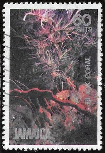 Jamaica 1981 Marine Life SG 510 Fine Used