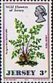Jersey 1972 Wild Flowers SG 69 Fine Mint