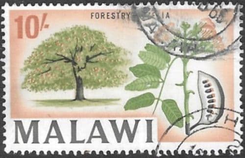 Malawi 1964 SG 226 Forestry Afzelia Fine Used